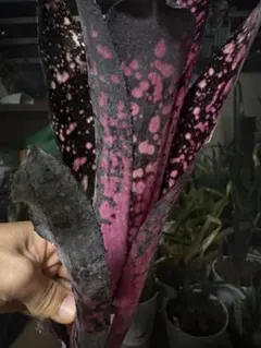 Tsukasa様 リクエスト 2点 まとめ商品