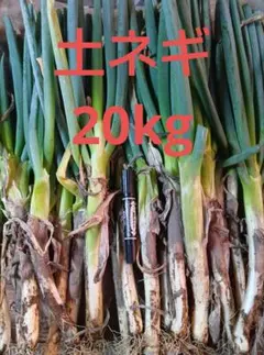 2025年最新】葱の人気アイテム - メルカリ