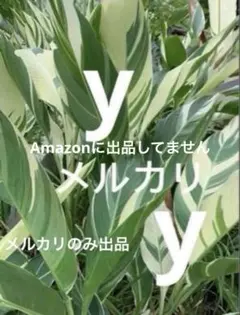 2026年最新】斑入りカンナの人気アイテム - メルカリ