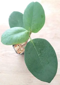 HIRO様 リクエスト 3点 まとめ商品