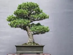 2025年最新】瑞祥 盆栽の人気アイテム - メルカリ