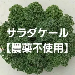 サラダケール【農薬不使用】カリーノケールのサムネイル