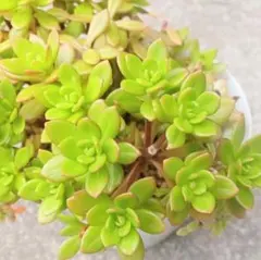 Vicky様 リクエスト 2点 まとめ商品