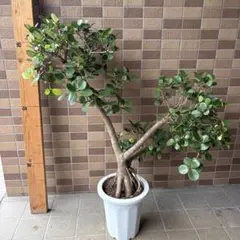 1点物の現品販売です。接木なし1本物パンダガジュマル（送料着払いです