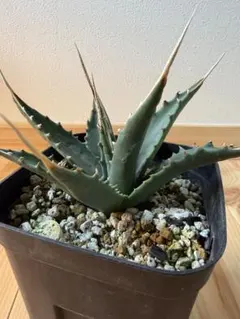 2025年最新】 アガベ エボリスピナの人気アイテム - メルカリ