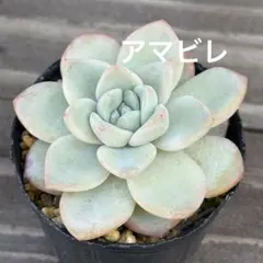 2026年最新】アマビレの人気アイテム - メルカリ