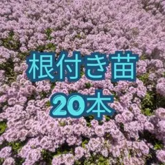 クリーピングタイム 根付き苗 40本 - メルカリ