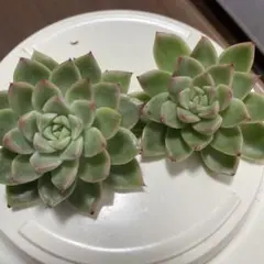 abc 雑誌、本、Blu-ray年内処分様 リクエスト 3点 まとめ商品