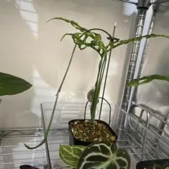 2026年最新】観葉植物 モンステラ・ポトスの人気アイテム - メルカリ