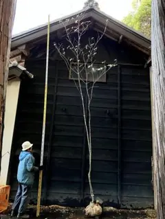 2026年最新】アオダモ 山採りの人気アイテム - メルカリ