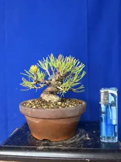 2026年最新】黒松の人気アイテム - メルカリ