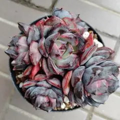 韓国直送 ❁厳選♡レア苗❁ ライラックパフューム エケベリア 多肉植物 