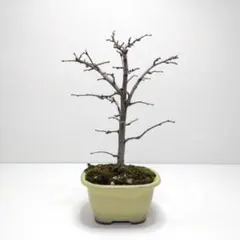 2026年最新】花梨の盆栽の人気アイテム - メルカリ