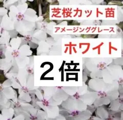 ④x4☆春の楽しみ☆アメージングアグレース☆ホワイト☆芝桜カット苗☆のサムネイル