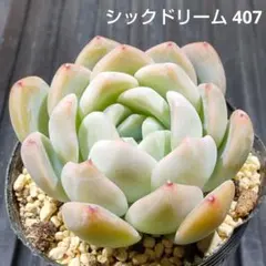 シックドリーム 407 エケベリア 多肉植物 抜き苗