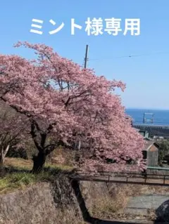 ミント様専用　みつばち果樹園 ★津之輝★　サイズmix 2.5kg