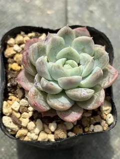 ❣️3苗♡エルサ❣️現品 エケベリア 寄せ植え 多肉弁当 多肉植物 ❣️エルサ❣️現品 エケベリア 寄せ植え 多肉弁当 多肉植物 - メルカリ