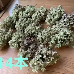 アレカヤシドライフラワー❣️ナチュラルグリーン✨20本✨ - メルカリ