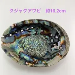 NO.58-74 クジャクアワビ(貝殻) 磨き　約16.2cm