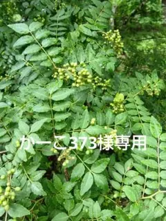 かーこ373様専用　青森県産　山椒の実　600gのサムネイル