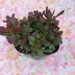 多肉植物紅稚児抜き苗可愛い子 ☆.。.:*・°☆.。.:*