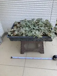 多肉植物　朧月　トレイ全部セット