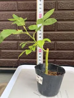 543 バラ苗 バラ挿し木苗 ア - メルカリ