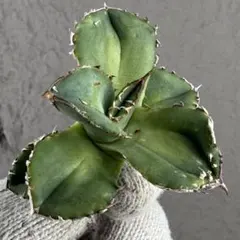 2026年最新】アガベ鰐亀の人気アイテム - メルカリ