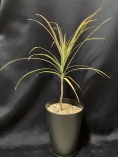 2026年最新】ドラセナ コンシンネの人気アイテム - メルカリ