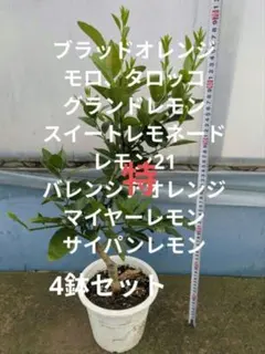 ゆら早生 新4年生 苗木 接ぎ木 ポリポット入り - メルカリ