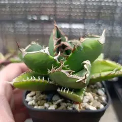 アガベ チタノタ トリケラトプス PUP 発根済み カクタスグリーン 白