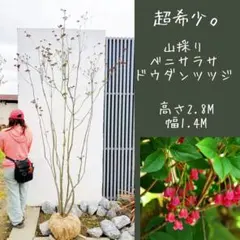 超美形。絶品 山採りツリバナマユミ3.5M(鉢底から)◎根回し済 - メルカリ