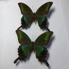 2026年最新】ミヤマカラスアゲハの人気アイテム - メルカリ