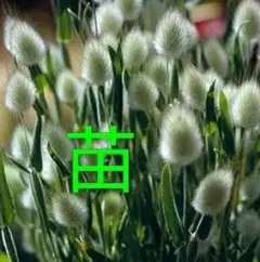 チャチャ様 リクエスト 3点 まとめ商品