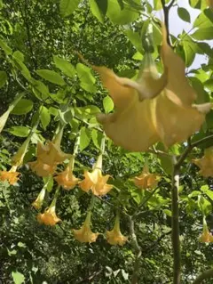 アオイ＊プロフ必読様専用エンゼルトランペット　極太カット苗約25cm➕特定記録便