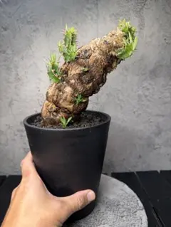 2026年最新】ムランジーナの人気アイテム - メルカリ