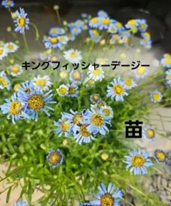 チビタ様 リクエスト 2点 まとめ商品