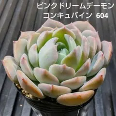 ピンクドリームデーモンコンキュバイン 604 エケベリア 多肉植物 抜き苗
