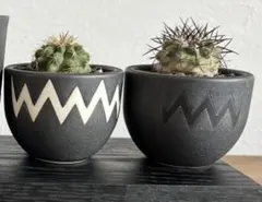 2025年最新】バリエム鉢の人気アイテム - メルカリ