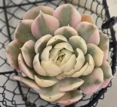 2026年最新】オンスロー錦の人気アイテム - メルカリ