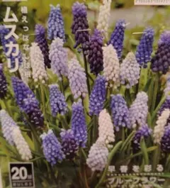 2026年最新】ムスカリ 球根 ミックスの人気アイテム - メルカリ