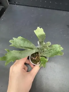 2026年最新】willinckii dwarfの人気アイテム - メルカリ