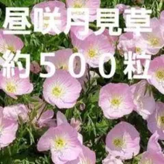 enkkhlfy様 リクエスト 2点 まとめ商品