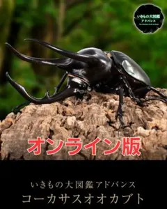 オンライン版いきもの大図鑑アドバンス　コーカサスオオカブト(スマトラ)