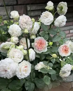 2026年最新】ロサオリの人気アイテム - メルカリ