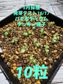 今年5月採種 パキポディウムタッキー種子 f13 10粒 - メルカリ