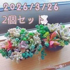 現品発送 抜き苗 多肉植物 2個セット 紅葉祭り寄せ植え パープルヘイズ