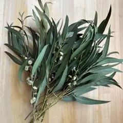 ユーカリ　ドライフラワー　3.4-1