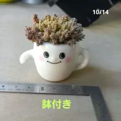 多肉植物 ダシフィルム ♡鉢付き♡