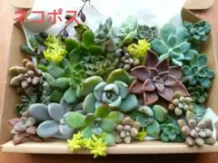 寄せ植えセット 2 エケベリア
